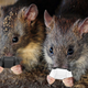 Rats hold video game controllers.